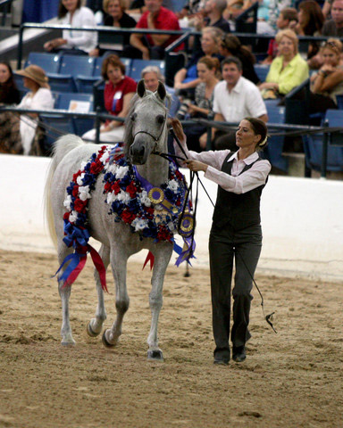 Ramses Minx ( Thee Desperado x Ramses Effendi ) 